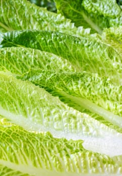 Fresh green romaine lettuce leaves close up
