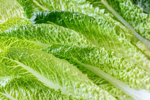 Fresh green romaine lettuce leaves close up