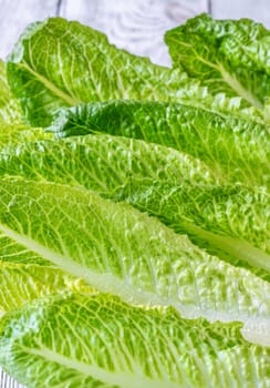 Fresh green romaine lettuce leaves close up