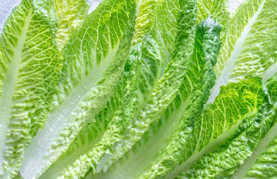 Fresh green romaine lettuce leaves close up