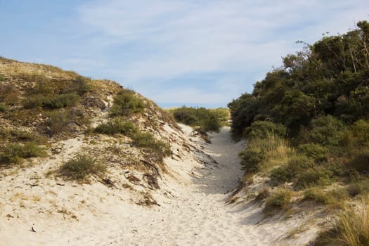 the dunes landscape in Haamstede, Zeeland in the Netherlands