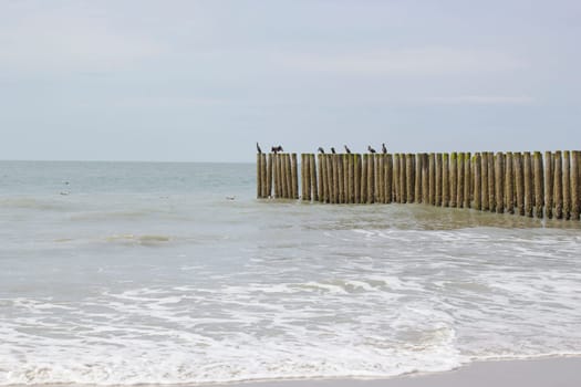 Wave breaker made of wooden stakes on the beach, Haamstede, Zeeland, Netherlands