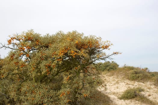 the dunes landscape in Haamstede, Zeeland in the Netherlands