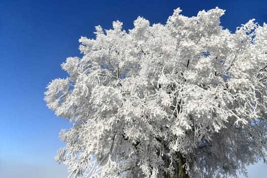 schöne Winterlandschaft bei frostigen Temperaturen in der Rhön