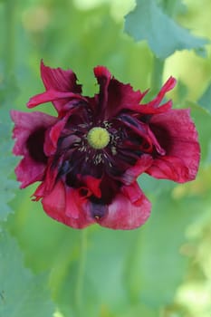 The Turkish poppy is a perennial, herbaceous plant and reaches stature heights up to 100 centimeters