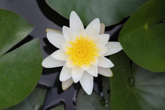 Nymphaea alba, also known as the European white water lily, white water rose or white nenuphar, is an aquatic flowering plant of the family Nymphaeaceae.
