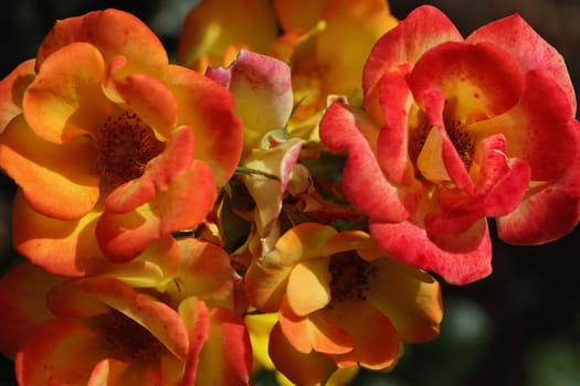 A rose is a woody perennial flowering plant of the genus Rosa, in the family Rosaceae, or the flower it bears