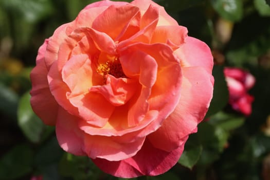A rose is a woody perennial flowering plant of the genus Rosa, in the family Rosaceae, or the flower it bears