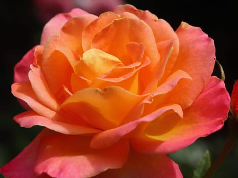 A rose is a woody perennial flowering plant of the genus Rosa, in the family Rosaceae, or the flower it bears