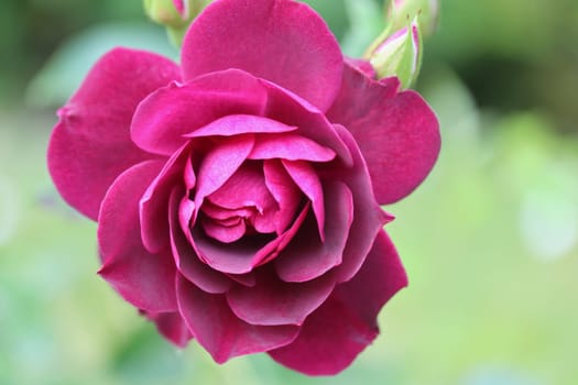 A rose is a woody perennial flowering plant of the genus Rosa, in the family Rosaceae, or the flower it bears