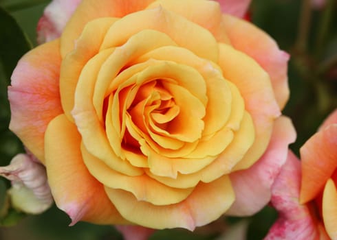 A rose is a woody perennial flowering plant of the genus Rosa, in the family Rosaceae, or the flower it bears