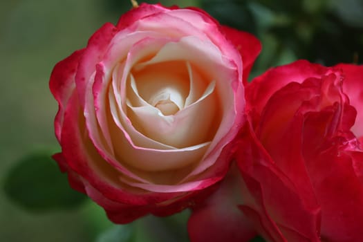 A rose is a woody perennial flowering plant of the genus Rosa, in the family Rosaceae, or the flower it bears