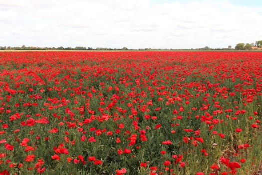 Papaver is a genus of 70–100 species of frost-tolerant annuals, biennials, and perennials native to temperate and cold regions of Eurasia, Africa and North America