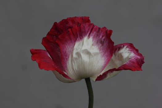The Turkish poppy is a perennial, herbaceous plant and reaches stature heights up to 100 centimeters