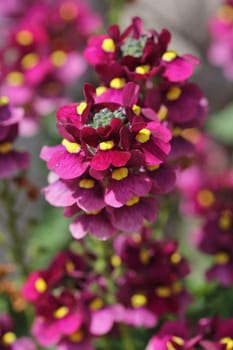 Elfes mirror (Nemesia) originally comes from southern Africa and is widespread there