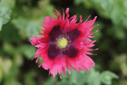 The Turkish poppy is a perennial, herbaceous plant and reaches stature heights up to 100 centimeters