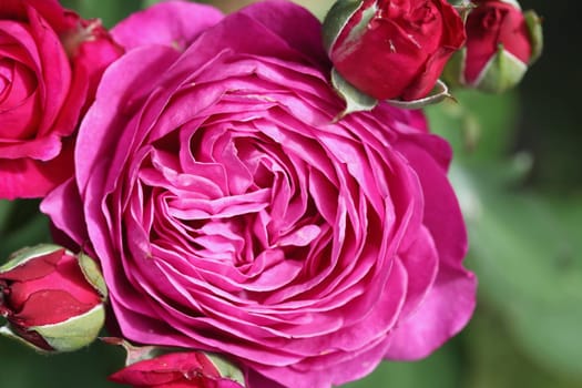 A rose is a woody perennial flowering plant of the genus Rosa, in the family Rosaceae, or the flower it bears
