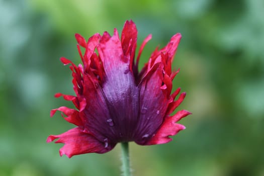 The Turkish poppy is a perennial, herbaceous plant and reaches stature heights up to 100 centimeters