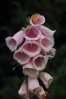 Digitalis is a genus of about 20 species of herbaceous perennials, shrubs, and biennials commonly called foxgloves