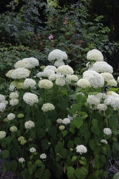 Hydrangea arborescens, commonly known as smooth hydrangea, wild hydrangea, sevenbark, or in some cases, sheep flower, is a species of flowering plant in the family Hydrangeaceae.