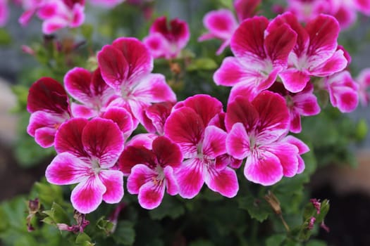 pelargonium is a genus of flowering plants which includes about 200 species of perennials, succulents, and shrubs, commonly known as geraniums, pelargoniums, or storksbills