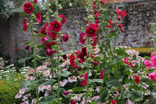 alcea is a genus of about 60 species of flowering plants in the mallow family Malvaceae, commonly known as the hollyhocks