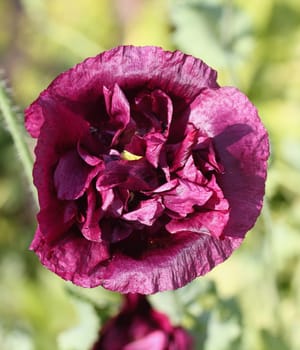 The Turkish poppy is a perennial, herbaceous plant and reaches stature heights up to 100 centimeters