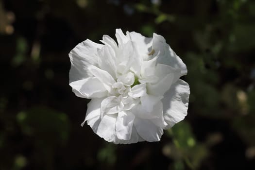 The Turkish poppy is a perennial, herbaceous plant and reaches stature heights up to 100 centimeters