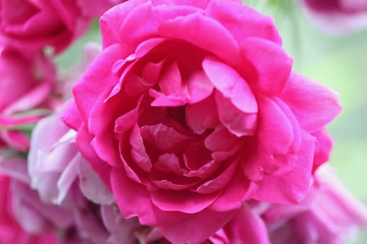 A rose is a woody perennial flowering plant of the genus Rosa, in the family Rosaceae, or the flower it bears