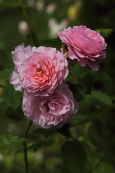 A rose is a woody perennial flowering plant of the genus Rosa, in the family Rosaceae, or the flower it bears