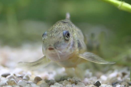 corydoras paleatus is a species of catfish (order Siluriformes) of the family Callichthyidae.