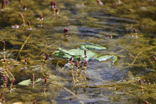 Pelophylax is a genus of true frogs widespread in Eurasia, with a few species ranging into northern Africa