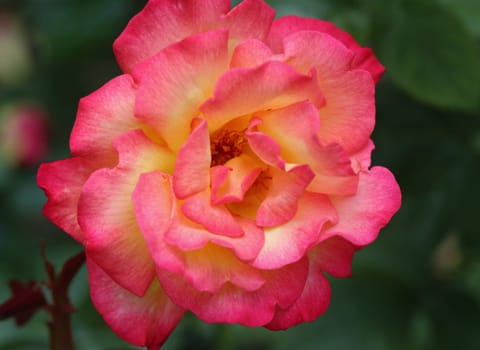 A rose is a woody perennial flowering plant of the genus Rosa, in the family Rosaceae, or the flower it bears