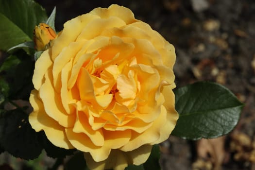 A rose is a woody perennial flowering plant of the genus Rosa, in the family Rosaceae, or the flower it bears