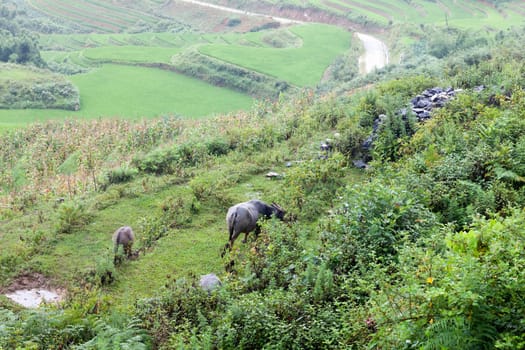 A animated landscape  of Sapa, Northern Vietnam