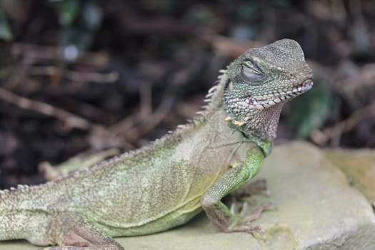 The Green Water Dragon (Physignathus cocincinus) is a lizard of the family of Agamas (Agamidae)