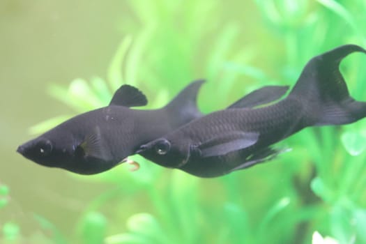 poecilia sphenops is a species of fish, of the genus Poecilia, known under the common name molly