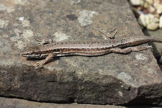 Podarcis muralis (common wall lizard) is a species of lizard with a large distribution in Europe and well-established introduced populations in North America
