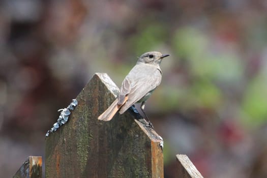the black redstart (Phoenicurus ochruros) is a small passerine bird in the redstart genus Phoenicurus.