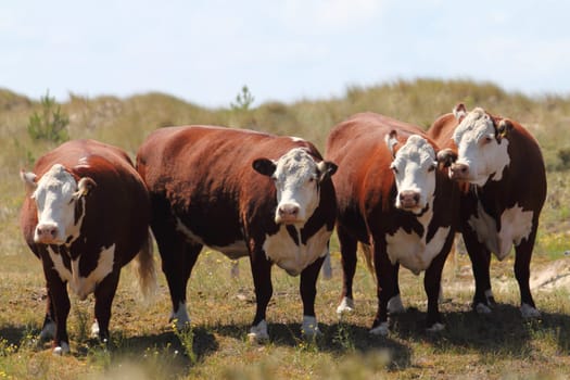 Cattle soil in a nature reserve near Ostkapelle, Zeeland province, Netherlands