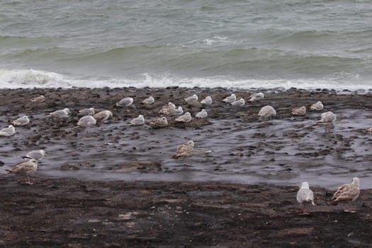 The European herring gull (Larus argentatus) is a large gull. One of the best known of all gulls along the shores of western Europe, it was once abundant.