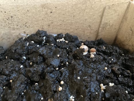 Royal champignon mushrooms grown in the seedlings