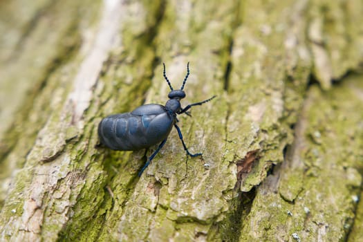 female, very poisonous european black-blue oil beetle, schwarzblauer Ölkäfer, blister beetle, Meloe proscarabaeus, on a tree trunk lying on the ground