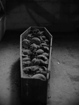 Skull and bones in ancient ossuary, Naples