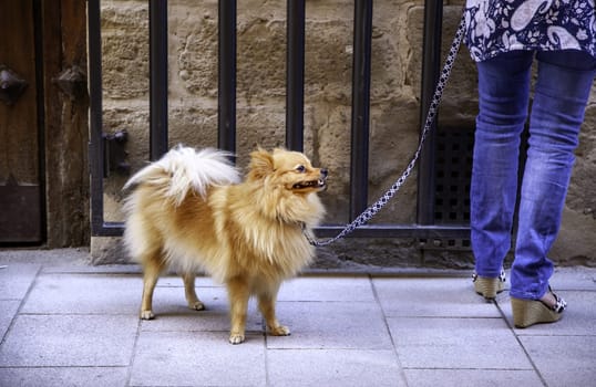 Detail of domestic dog on a walk through the city, pet