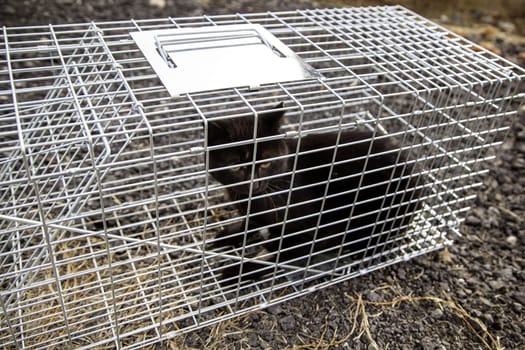 Detail of stray cat captured for medical check-up