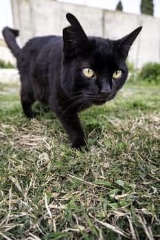 Detail of domestic animals abandoned in the street, animal abuse
