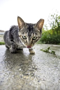 Detail of domestic animals abandoned in the street, animal abuse