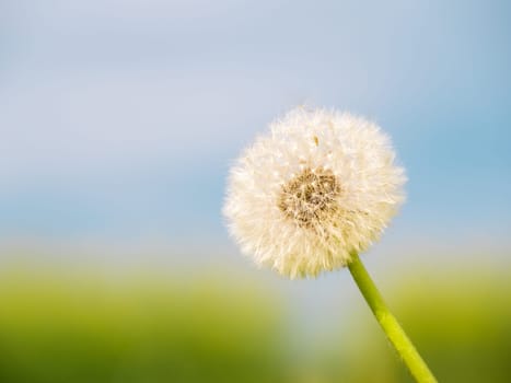 Closed Bud of a dandelion. Dandelion white flowers in green grass. High quality photo