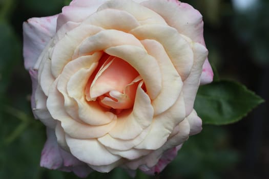 A rose is a woody perennial flowering plant of the genus Rosa, in the family Rosaceae, or the flower it bears